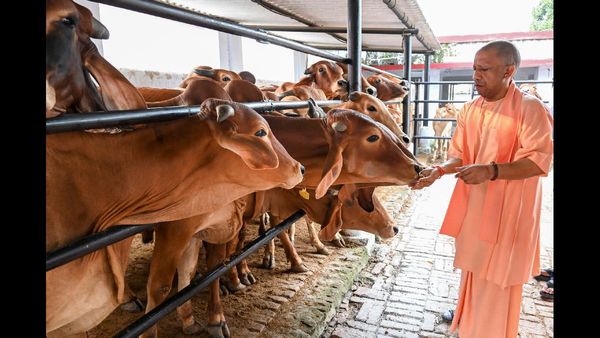Uttar Pradesh Minister Suggests Lying in Cowshed May Help Cure Cancer and Lower Blood Pressure