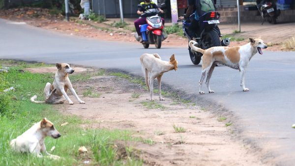 Bengaluru Woman Physically Assaulted By Youth For Pelting Stones At Stray Dogs, Accused At Large