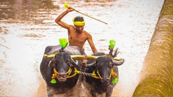 Karnataka Government Defends Statewide ''Kambala'', Counters PETA’s Petition