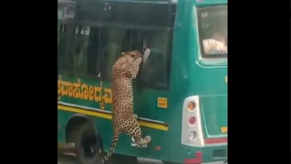 WATCH Viral Video | Leopard Leaps Onto Safari Bus At Bannerghatta Park, Shocking Tourists