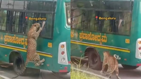 Leopard Jumps Onto Bus Window At Bannerghatta National Park Stuns Safari-Goers