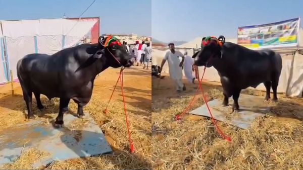 Is Anmol The ₹23 Crore Buffalo Living A Better Life Than You? | Watch Viral Video