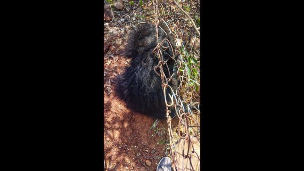 Bear Cub Successfully Returned to Wild After Being Harassed by Locals in North Carolina