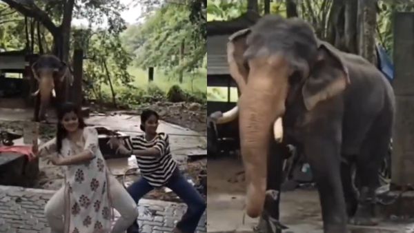 WATCH Viral Video | Is The 'Dancing Elephant' Shaking To The Beat Or Shaking In Stress?