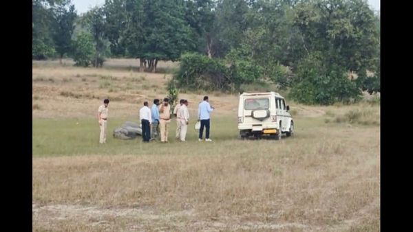 Elephants in Bandhavgarh Not Poisoned; Kodo Millet Identified as Source of Toxicity