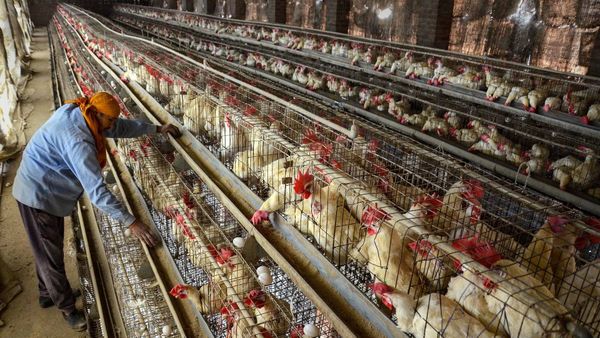 First Human Case Of H5 Bird Flu Reported In Canada In A Teenager Who Tested Positive For Virus