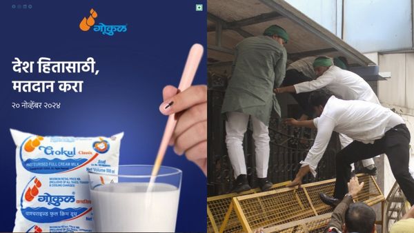 Maharashtra Milk Price Slump: Farmers Fight Back As Gokul, Other Dairies Slash Rates