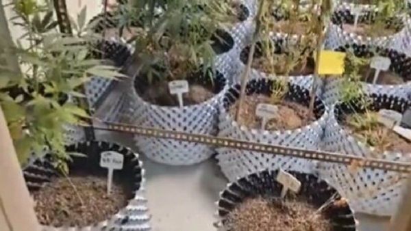 Greater Noida Man's 'High-Rise' Cannabis Operation Busted, Dark Web Dealings Exposed!