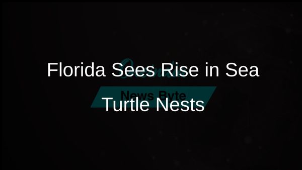 Increase in Sea Turtle Nests Documented Along Florida Beach Despite Hurricane Losses