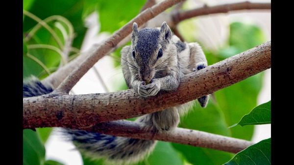 Man Challenges New York's Decision to Euthanise His Beloved Squirrel Peanut Amid Wildlife Regulations