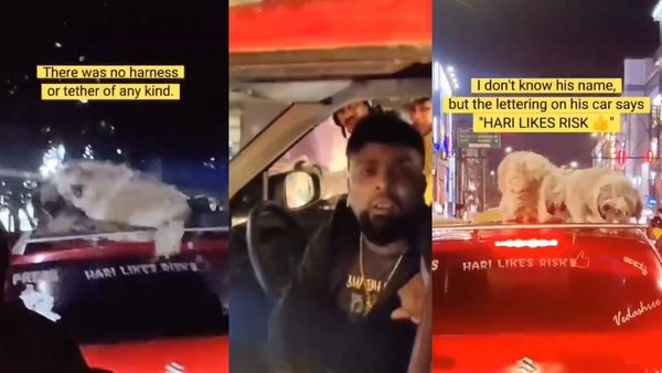 Dogs on Car Roof? Bengaluru Man's Viral Video Leaves Viewers Stunned