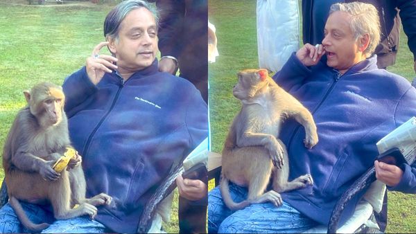 WATCH | Shashi Tharoor's 'Unbelievable' Moment: Monkey Hugs MP On His Lap!