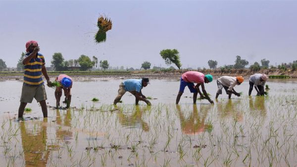 Economic Survey 2024-25: From Grains To Fisheries, India’s Agriculture Achieves Strong Growth