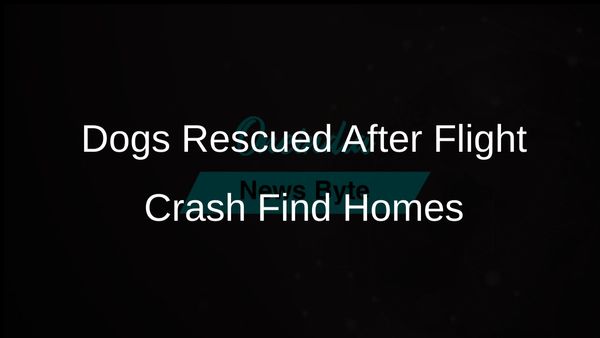 Two Dogs Find New Homes Following Tragic Rescue Flight Crash That Claimed Pilot's Life