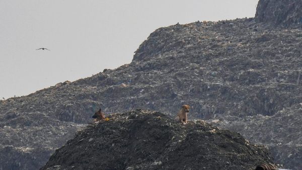 Delhi Election: Landfill, Health Problems, Poor Infra Are Issues Plaguing Voters In Ghazipur