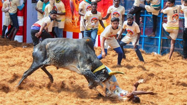 Jallikattu: 1 Dead, 75 Injured During Madurai Bull-Taming Event