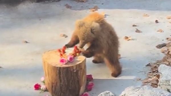 WATCH Junjun The Bear Cub: The Playful Superstar Winning Hearts Online!