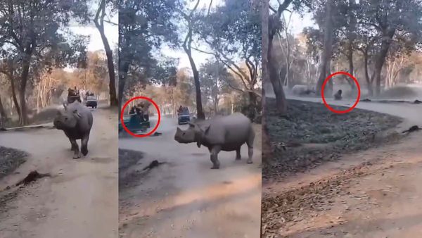 Viral Video: Mother And Daughter Survive Rhino Attack During Kaziranga Safari