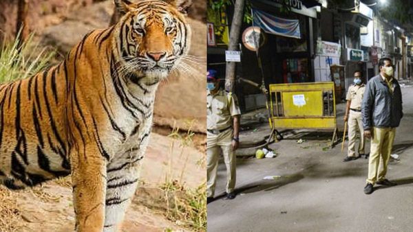 Kerala's Mananthavady Under 48-Hour Curfew: Schools And Anganwadis Closed; Know Why