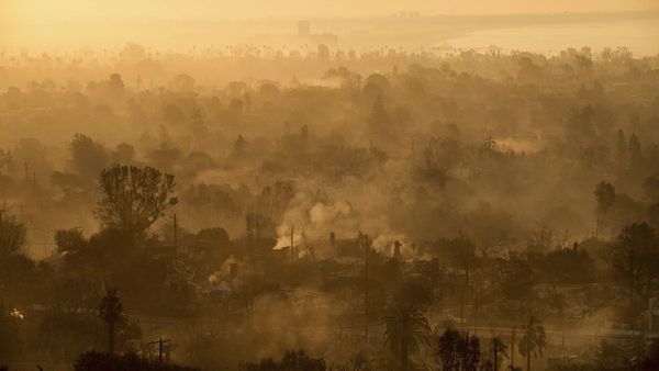 LA Fires Rage As Palm Trees Stand Tall: Theories, Facts, And Wild Speculations