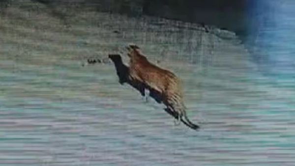 Leopard Spotted In Bengaluru: Big Cat And Cubs Appear On CCTV In Banashankari