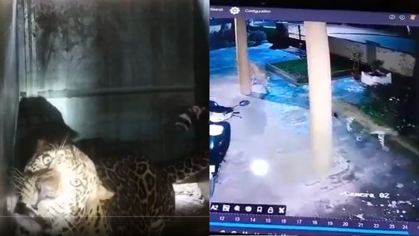 Leopard Captured Near Anekal After Several Attacks In Bengaluru Suburbs