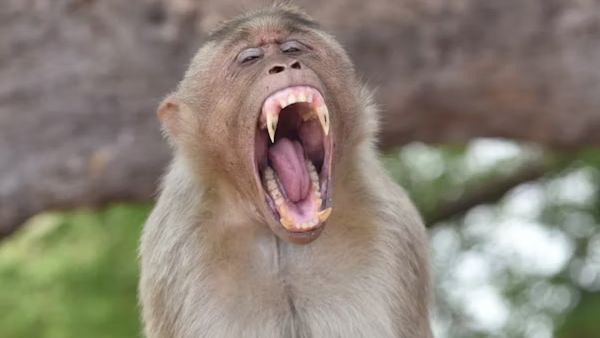 Bihar Tragedy: Class 10 Student Dies After Monkeys Push Her Off Roof