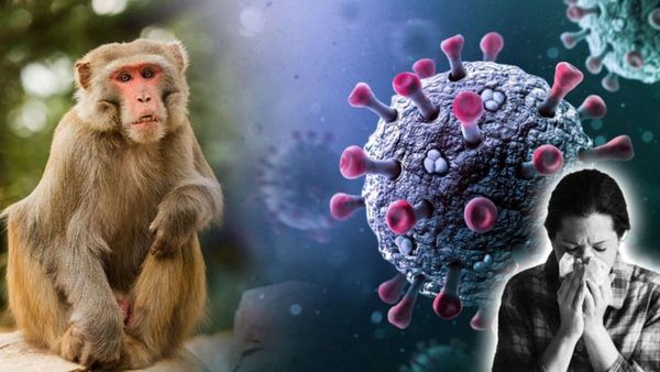 Karnataka: Monkey Fever Cases Surge In Chikkamagaluru, Health Officials On High Alert