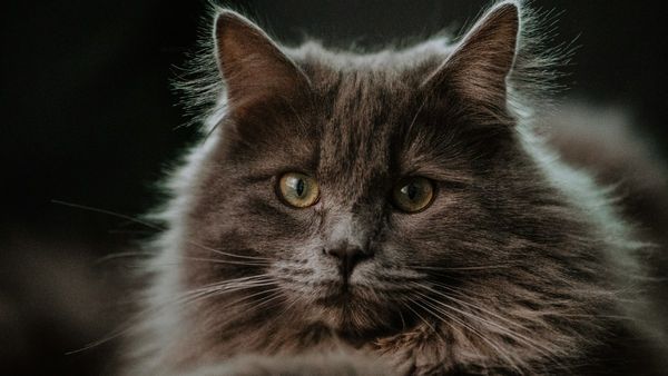 Pet Cat Accidentally Left On Plane Takes 3 New Zealand-Australia Flights In A Day