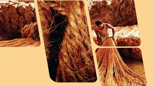 Govt Raises Raw Jute MSP By ₹315 To ₹5,650/Quintal For 2025-26 Season - What It Means