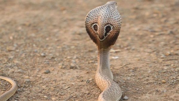 Snake In The Secretariat: Poisonous Snake Discovered In IAS Officer’s Vehicle