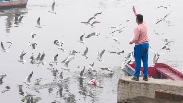 Feeding Birds Harmful Food? Mumbai Imposes Fines; Check What’s Banned And The Penalty Inside