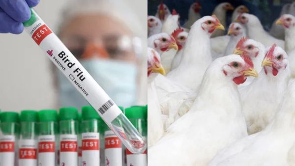 Bird Flu In Karnataka! Over 1000 Birds Culled In Ballari