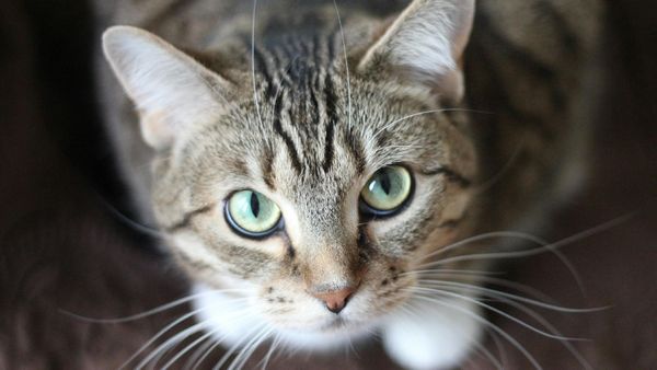 People Are Visiting This Chinese Temple Just To Meet A Cat—Here’s Why