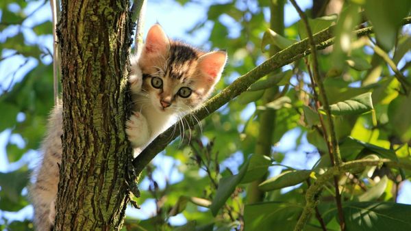 Uttar Pradesh: Woman, Friends Burn Wild Cat Alive For Crossing Their Path, Make Video Of Act