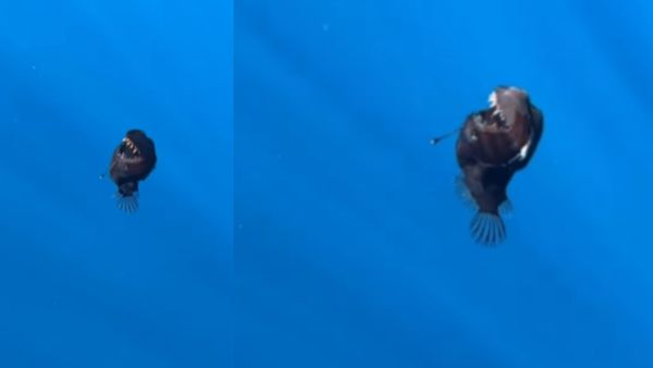 Ultra-Rare Deep-Sea Fish Surfaces For The First Time, Stuns Experts | Watch