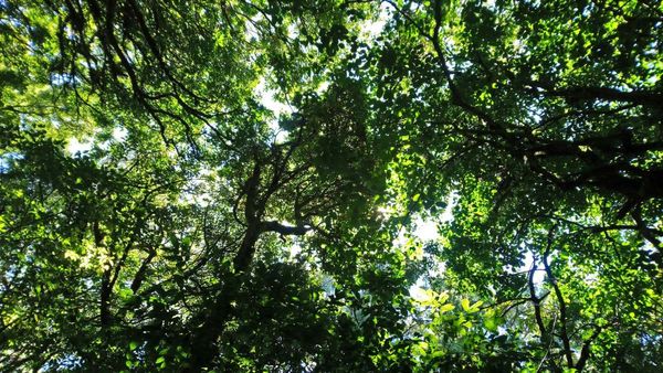 'Save City Forest' Calls On The Telangana Government To Halt The Auction Of Kancha Urban Forest In Gachibowli