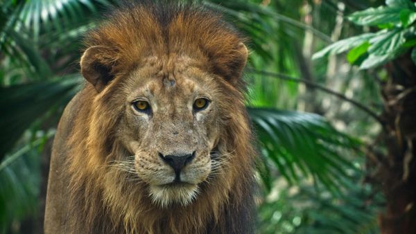Gujarat: 286 Lions, 456 Leopards Died In 2 Years, Informs Forest Minister In Assembly