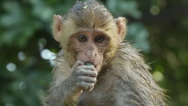 Viral Video: Vrindavan Monkey Swaps Samsung S25 Ultra For Frooti; Netizens React, 