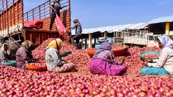 Onion Wholesale Prices Drop Dramatically, Retailers Slow To Follow