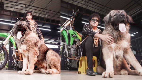 Bengaluru Breeder S Satish Lied About 50-Cr Worth Wolfdog, Says ED After Raiding His House