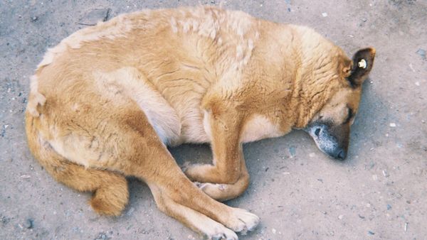 Bengaluru Neurosurgeon Booked For Allegedly Throwing Stray Dog From Second Floor Of Apartment, Animal Succumbs