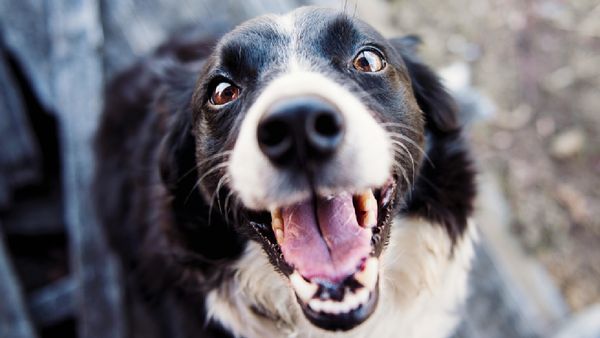 Viral Video: Dog’s Bark Sends Leopard Running, Netizens Internet Can’t Stop Laughing | Watch