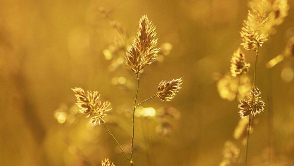 Not Just Water—This Indian River Carries Gold Too