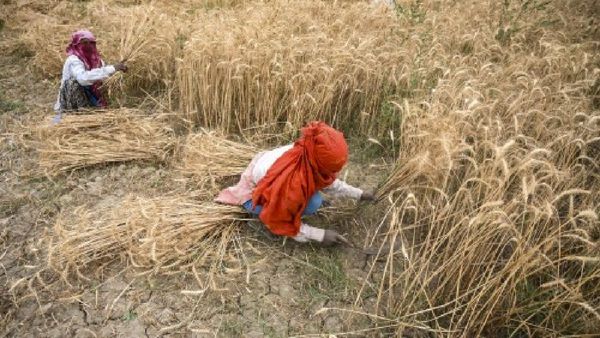 Maharashtra Farmers Must Register For ID To Get Subsidies And Insurance From April 15