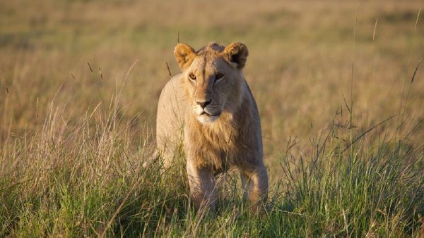 Lions Tried To Catch A Calf, But What Happened Next Will Shock You | Watch Viral Video