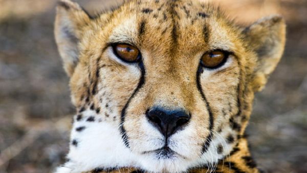 India's Project Cheetah: Four Botswana Cheetahs Expected In May