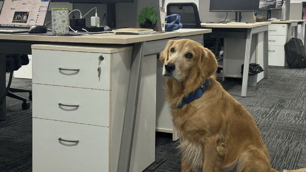 Golden Retriever Joins Hyderabad Startup, Steals Hearts As Chief Happiness Officer