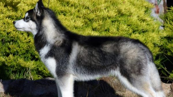 Pet Dog Husky Allegedly Eats Private Parts of Owner, 37-Year-Old Found Dead in Hyderabad Apartment