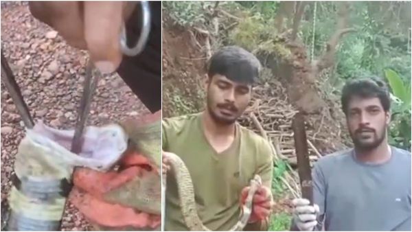 Karnataka: Cobra Swallows Kitchen Knife In Uttara Kannada Home, Rescued In Daring Operation | WATCH